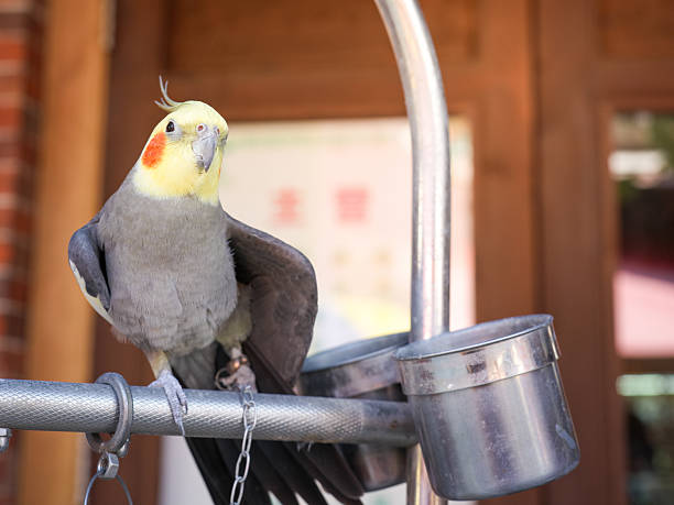 istock A Cockatiel Perched on a Metal Bar with Feeding Containers in the Background 2247389038