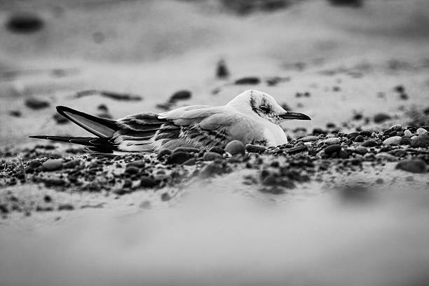 A detailed photograph of a female black-headed gull (Chroicocephalus ridibundus) sitting on a sandy beach surrounded by small stones. The image highlights the bird's calm posture, soft plumage, and natural coastal environment. Ideal for wildlife themes, coastal nature, and bird behavior photography.