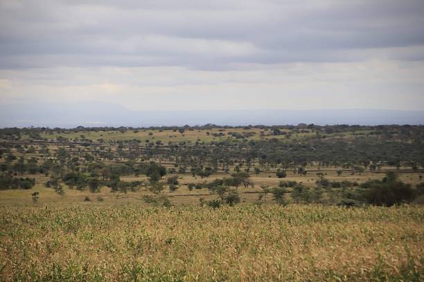 istock Vast East African Bushland Landscape 2247396249