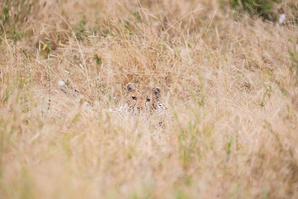 istock Cheetah Cub Hiding and Peeking Through Tall, Dry Grass 2247396259