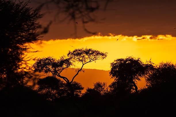 istock African Savanna Sunset Silhouette with Acacia Trees 2247396274