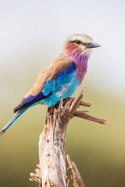 istock Portrait of a Lilac-Breasted Roller Perched on Deadwood 2247396362