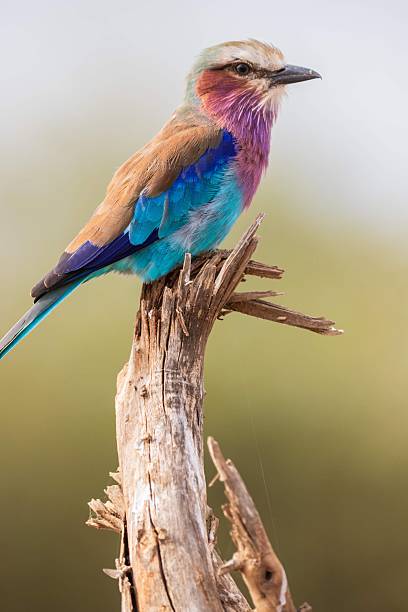 istock Portrait of a Lilac-Breasted Roller Perched on Deadwood 2247396363