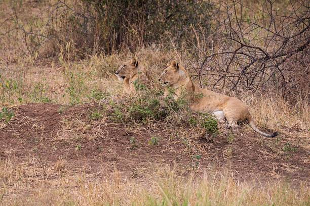 istock Two Juvenile Lions Resting in the Dry African Bush 2247396434