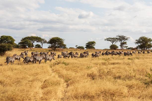 istock Massive Zebra Herd Moving Through Golden African Grass 2247396435