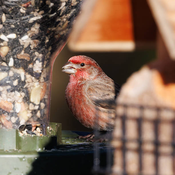 istock Male House Finch Snacking 2247396757