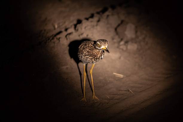 Africa Wildlife