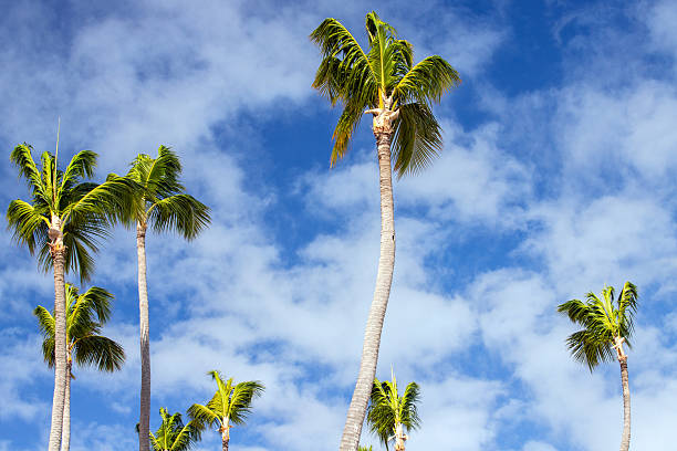 Tall palm trees reach toward a clear blue sky, evoking a warm tropical vibe perfect for travel, vacation, and outdoor lifestyle imagery