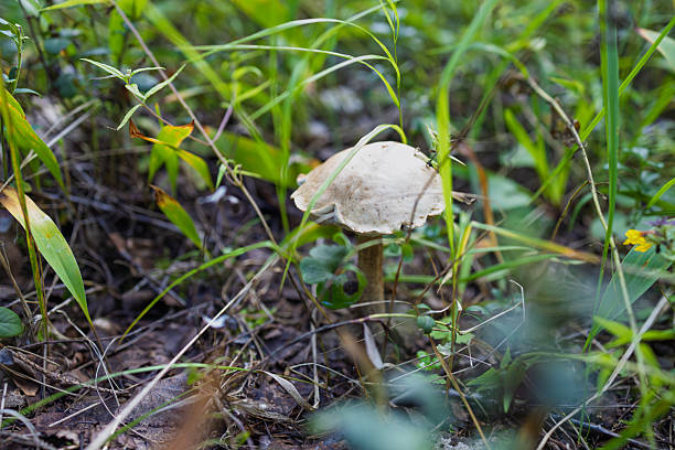 istock Mushroom Growing in Grassy Forest Undergrowth 2247397925