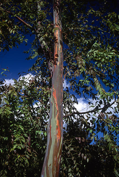 istock A vibrant eucalyptus (Eucalyptus deglupta, commonly called Mindanao gum or rainbow eucalyptus) stands tall with its striking multicolored bark. Lush green leaves surround the trunk against a clear blue sky, capturing a serene tropical atmosphere. 2247398696