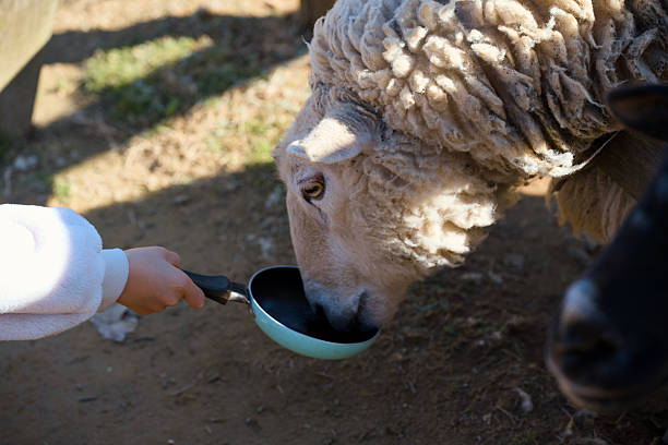 A sheep with thick, curly wool is eating from a small pan held by a child's hand dressed in a white sleeve. The background features dirt and some patches of grass in a small park. The interaction seems gentle, showcasing a moment of human-animal connection.