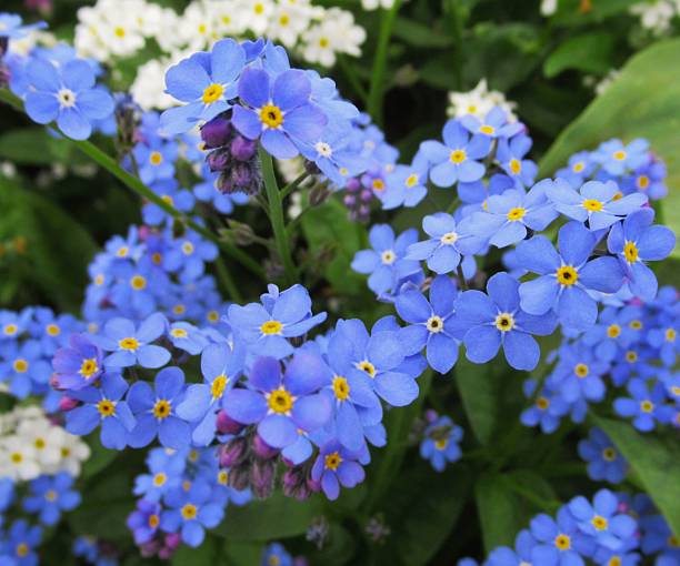 istock Pretty Bright Closeup Light Blue Forget-Me-Not Flowers 2247399789