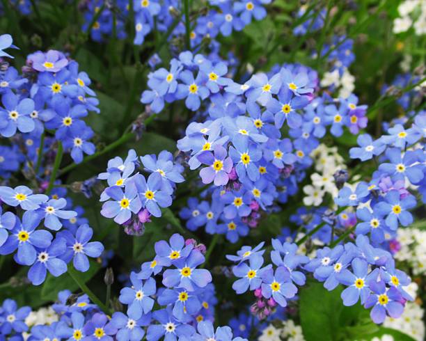 istock Pretty Bright Closeup Light Blue Forget-Me-Not Flowers 2247399807
