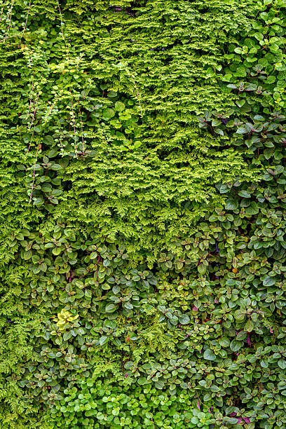 istock A dense array of living plants creates a vivid green surface with diverse foliage. 2247400074