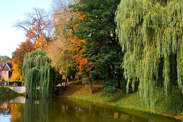 istock Vibrant autumn landscape in a park featuring weeping willows and diverse trees with colorful foliage reflecting in the calm water of a pond. 2247400270