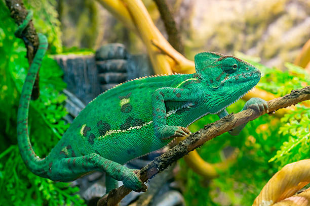 istock Young green chameleon on a branch. Cute pet. 2247400404