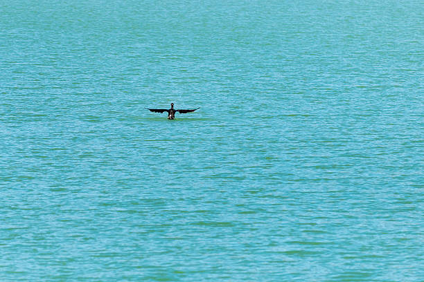 A bird is gracefully floating on calm turquoise water, spreading its wings under natural sunlight.