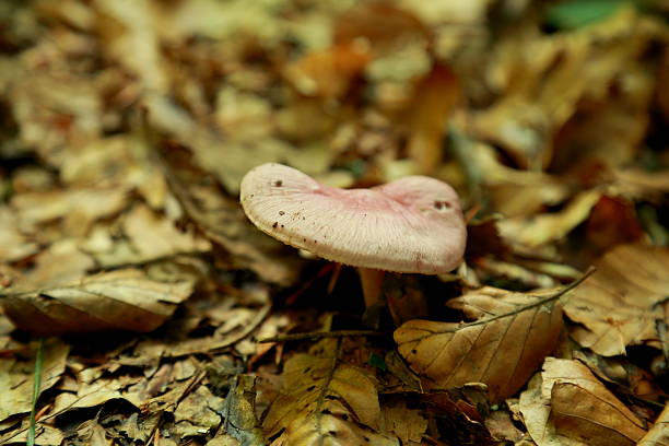 A pink russula mushroom grows among dry forest leaves creating a soft contrast between its smooth cap and the textured brown ground. The mushroom stands out with gentle pastel tones while surrounded by natural woodland debris. The scene captures a quiet moment on the forest floor showing the delicate presence of wild fungi in their natural habitat.