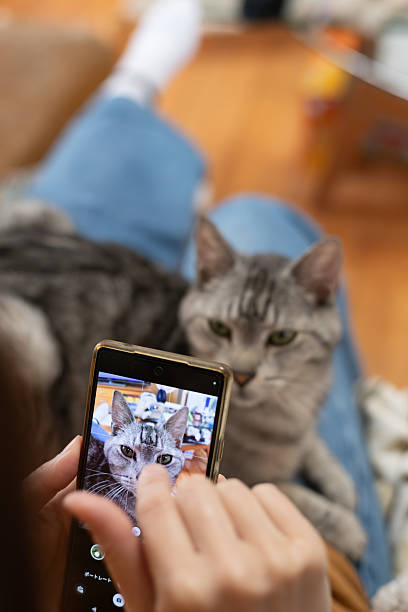 istock Take a cute cat photo with your smartphone 2247408323