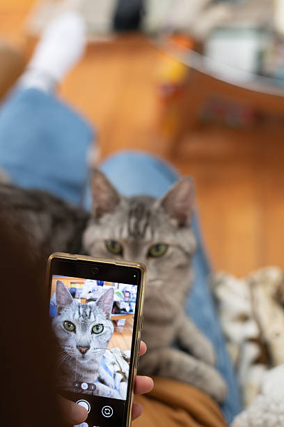 istock Take a cute cat photo with your smartphone 2247408327
