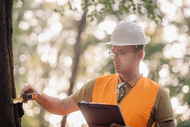 istock Forestry engineer measuring tree trunk with tape measure and clipboard 2247408372