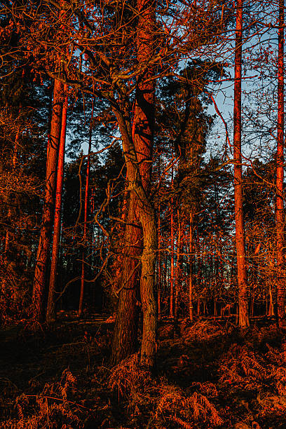 Sunset light illuminating forest trees with deep orange and red tones, creating a dramatic and moody woodland atmosphere. Natural contrast between warm sunlight and dark shadows, perfect for themes of nature, seasons, tranquility, environmental concepts a