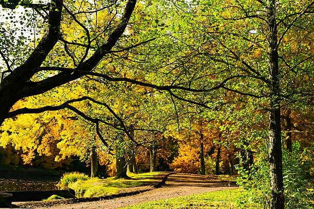 istock Golden Leaves Line a Winding Forest Path in Autumn 2247410725