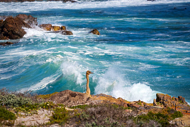 A female common ostriches (Struthio camelus) incubating eggs on a coastal nest, set against a dramatic ocean backdrop with crashing waves and rocky shores at Cape Point in Table Mountain National Park, Cape Town, Western Cape, South Africa.