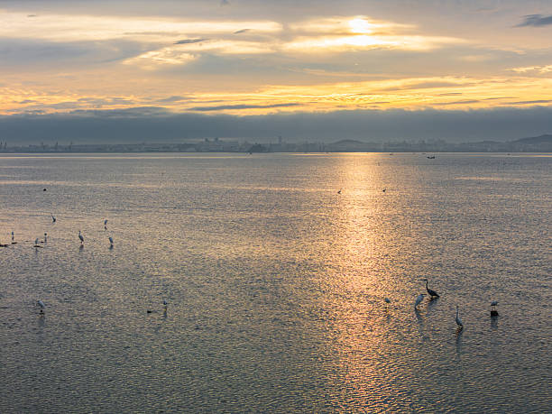 Serene Lake Surface with White Herons at Sunset