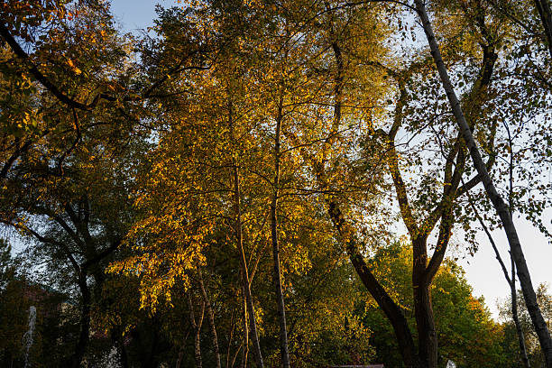 istock Golden Light Filtering Through Autumn Trees in a Serene Forest Scene 2247415285