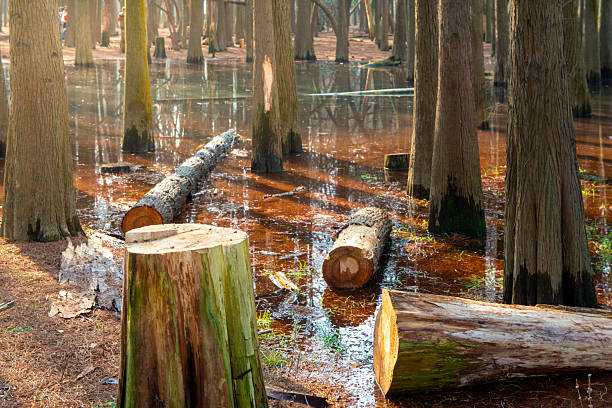 Fallen Logs and Water Reflections in a Swamp Forest Landscape