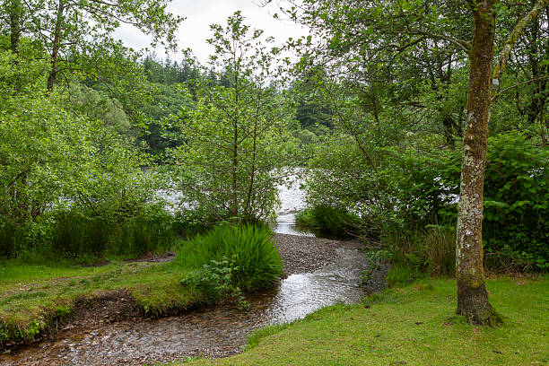 istock Llyn Mair, Coed Llyn y Garnedd, Gwynedd, North Wales 2247415733