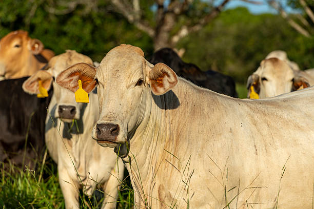 istock A Nelore beef cattle feeding - stock photo 2247415746