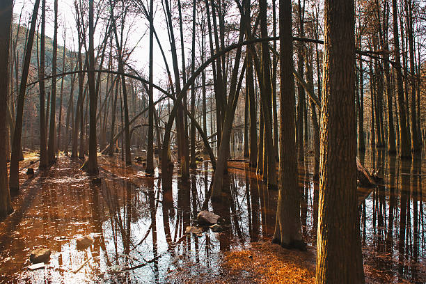 istock Reflections and Tree Trunks in a Flooded Forest Landscape 2247416691