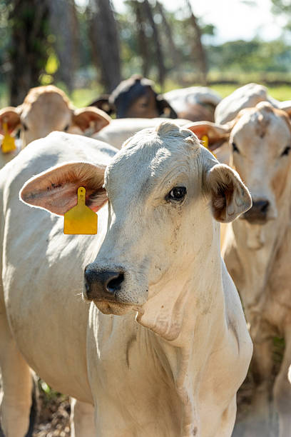 A Nelore beef cattle feeding on sustainable mountain farm in Panama, Central America - stock photo