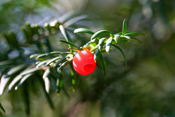 Close-up image of a juniper branch with vibrant red berries, captured with shallow depth of field. Soft, creamy bokeh in the background creates a dreamy, natural atmosphere. Ideal for nature, botanical, autumn, and wildlife-themed projects.