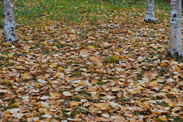 Autumn leaf - yellow red leaves