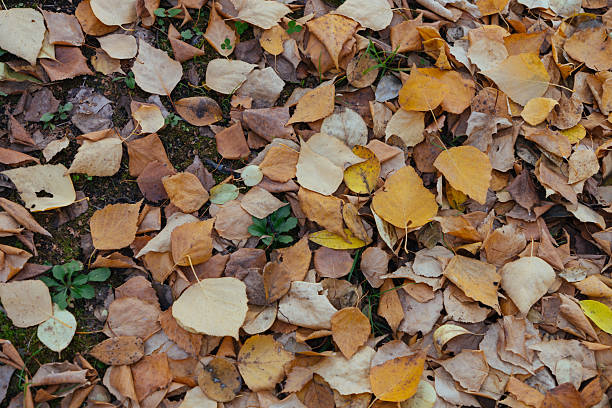 Autumn leaf - yellow red leaves