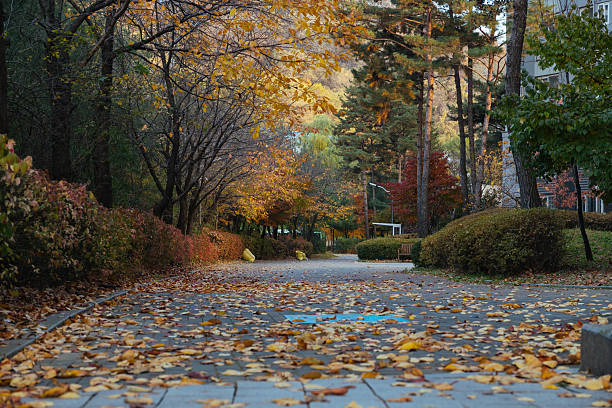 Autumn leaf - yellow red leaves