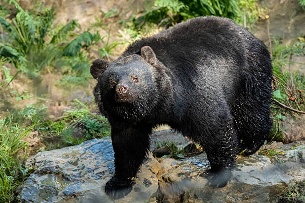 A heavy Black Bear in the wilds of Tohoku, Japan.