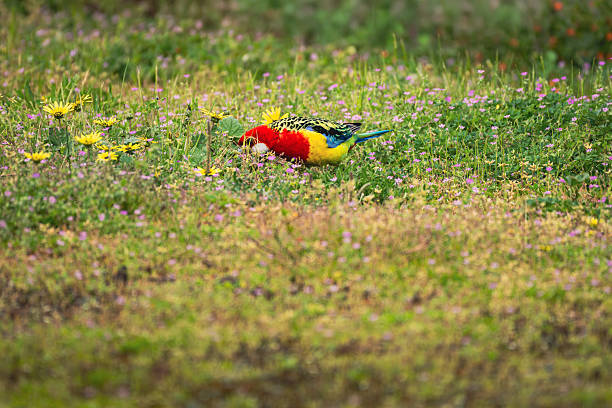 Parrot feeding in the backyard garden in spring