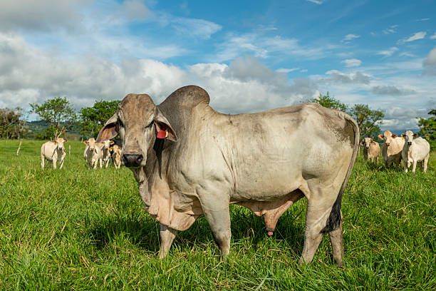 A Nelore beef cattle feeding on sustainable mountain farm in Panama, Central America - stock photo