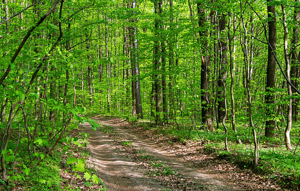 istock Forest trees. Nature green wood sunlight backgrounds 2247419366