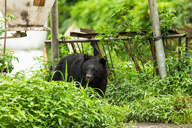 A heavy Black Bear exploring around a farm in Tohoku, Japan.