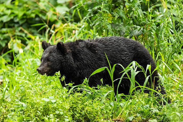 istock A Japanese Black Bear roaming in north Japan 2247420089