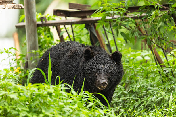 A heavy Black Bear exploring around a farm in Tohoku, Japan.