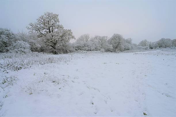 Frosty landscape with long shadows