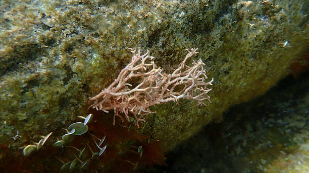 istock Red algae Amphiroa rigida undersea, Ligurian Sea 2247420671