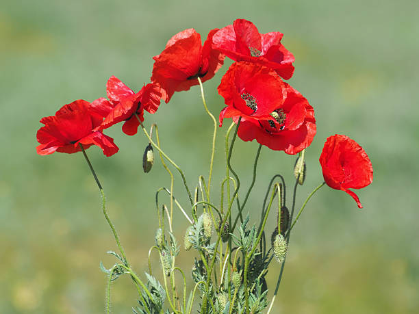 istock Wild red poppy flowers on the field 2247420779
