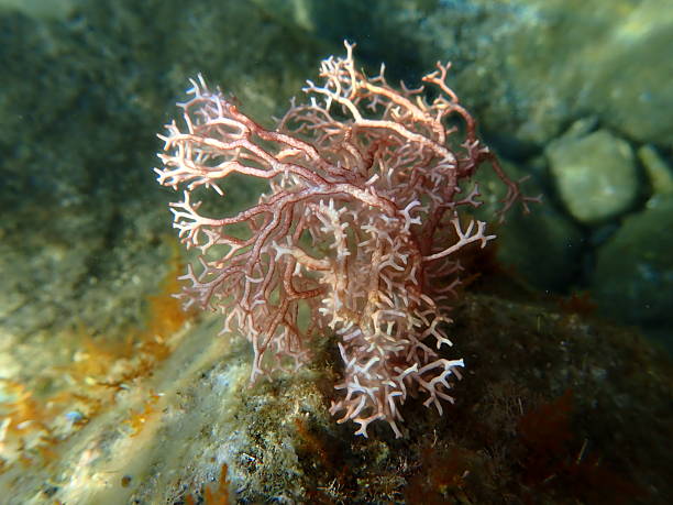 istock Red algae Amphiroa rigida undersea, Ligurian Sea 2247420944